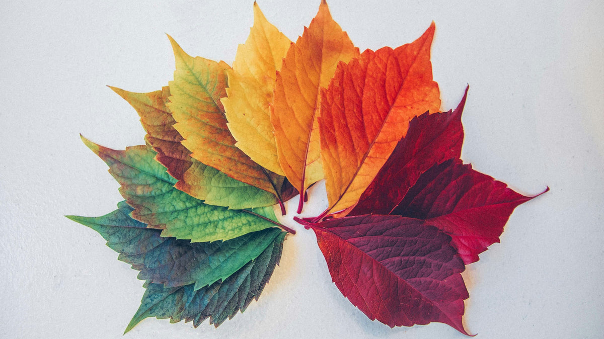 Finding Your True Colours: An Introduction to Colour Seasons