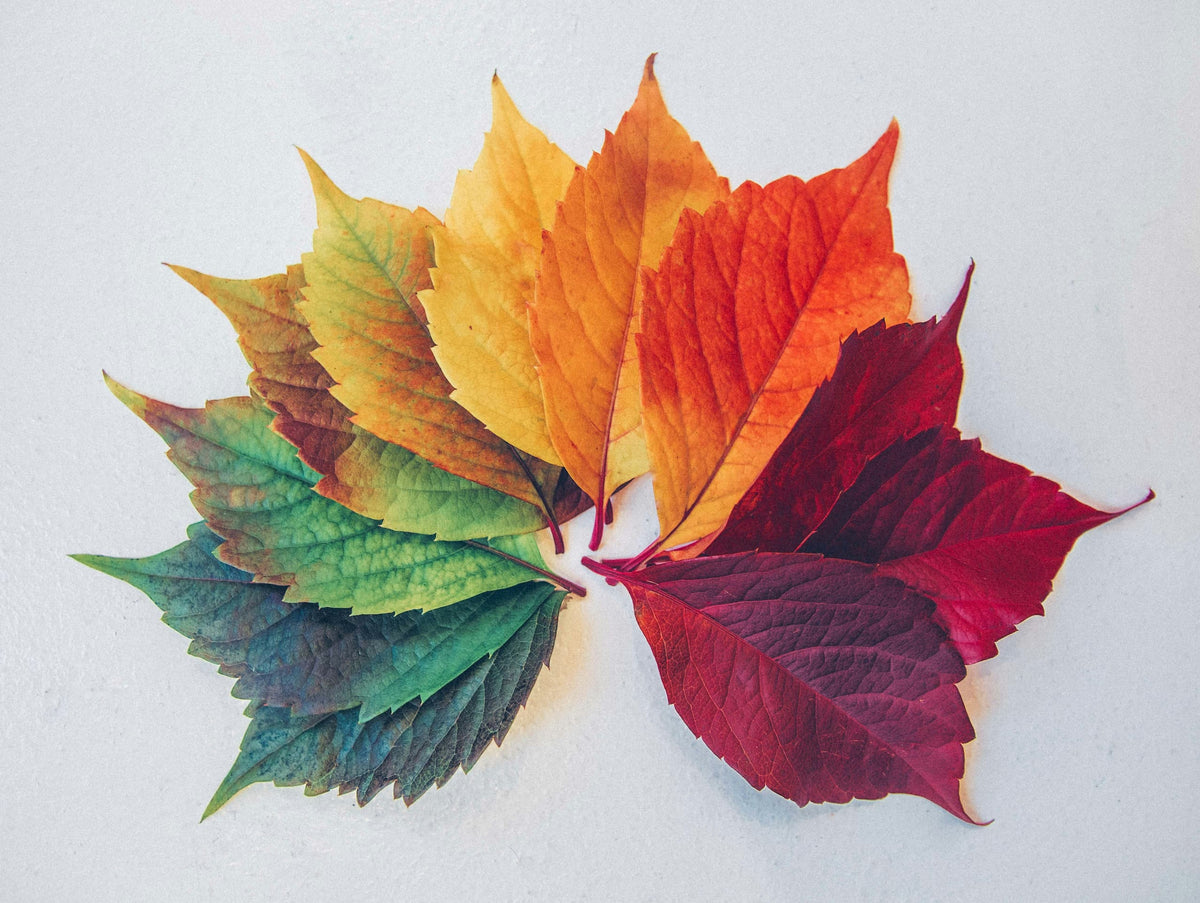Finding Your True Colours: An Introduction to Colour Seasons