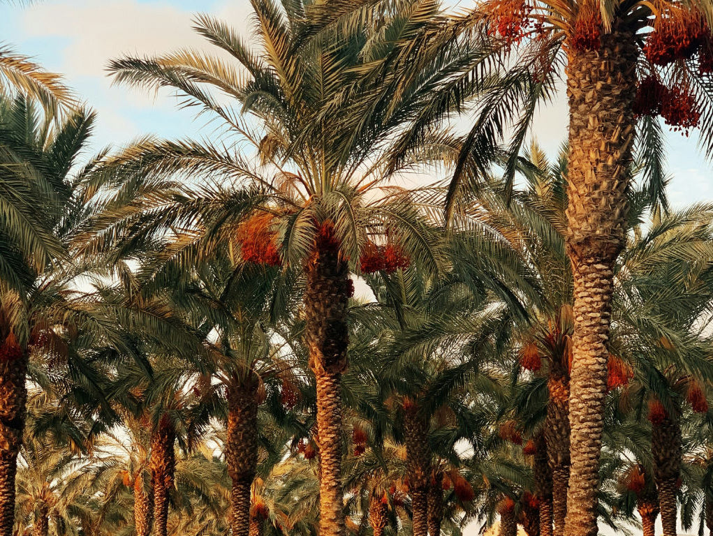 How 6000 Years of Sustainable Consumption Inspired a Shirt Design