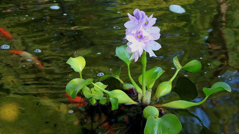 How an Ornamental Plant Took Over the World