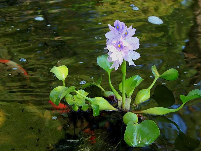 How an Ornamental Plant Took Over the World