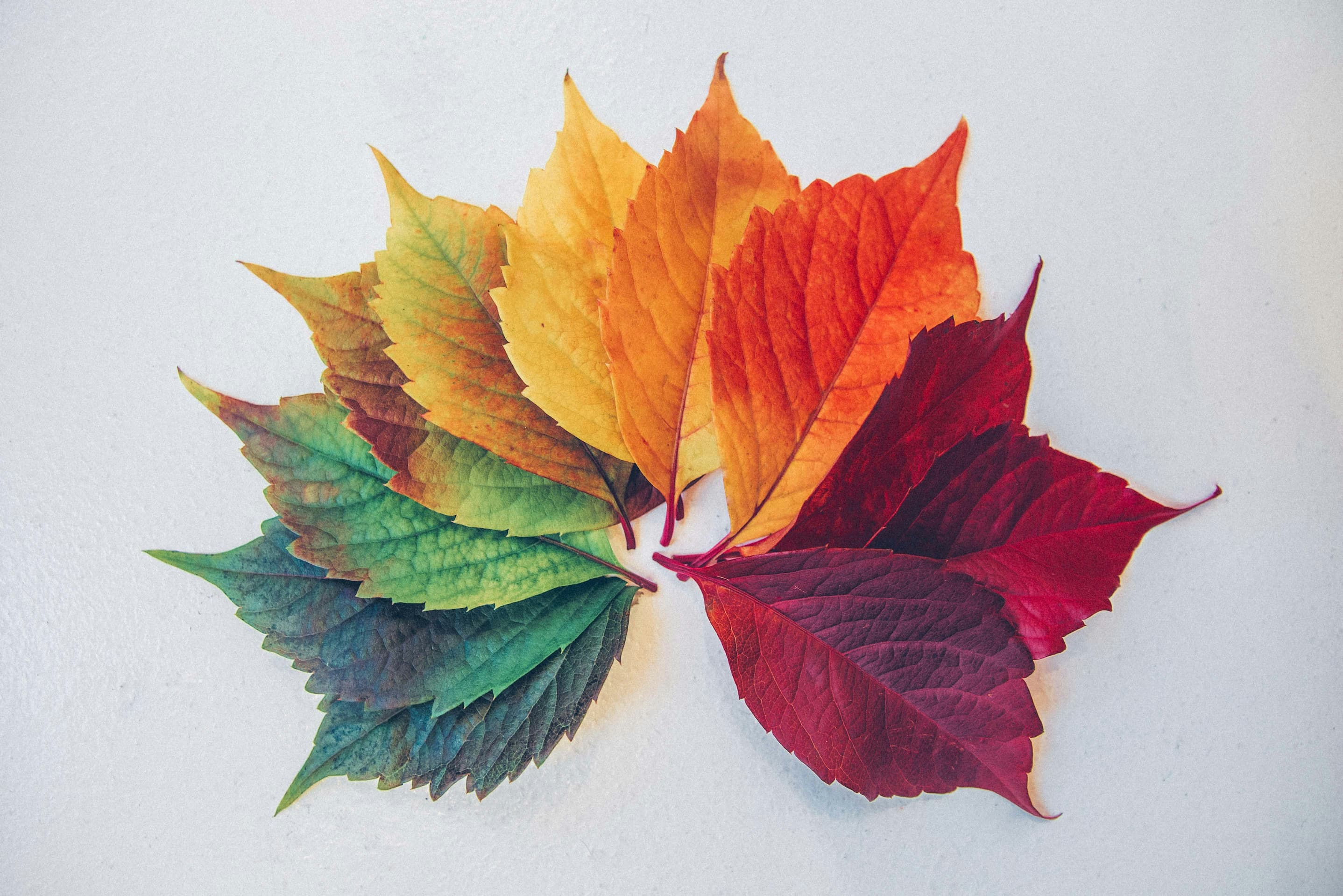 Finding Your True Colours: An Introduction to Colour Seasons