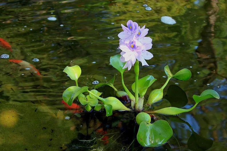 How an Ornamental Plant Took Over the World