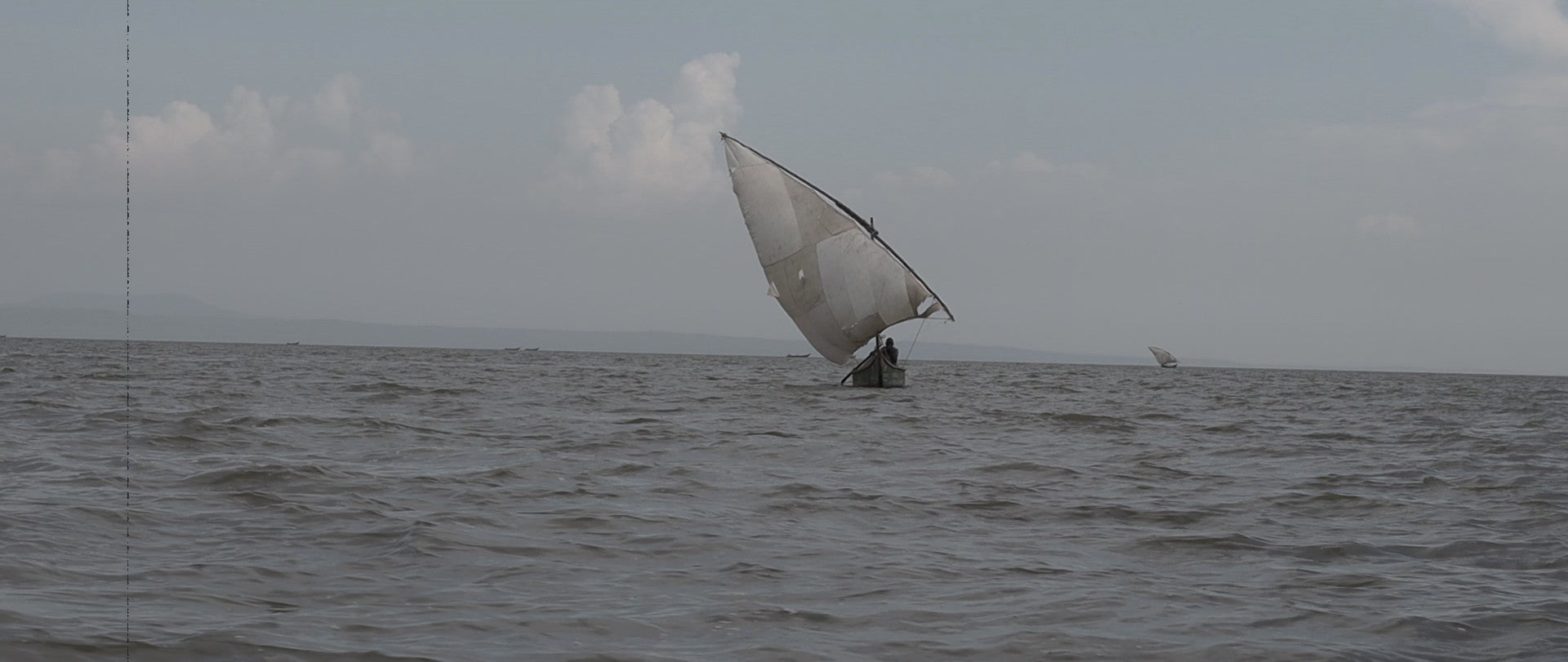 Water Hyacinth Series [Part 2]